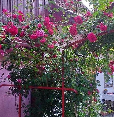 Casa Boierului Imbri Cartisoara Exterior foto